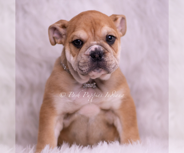 Medium Photo #3 Bulldog Puppy For Sale in WARSAW, IN, USA