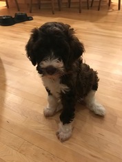 Whoodle Puppy for sale in MINNEAPOLIS, MN, USA