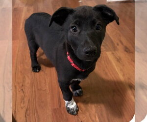 Bijou - Female Shepradors Dog for Adoption