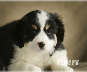 Sheprador Puppy for sale in BONDUEL, WI, USA