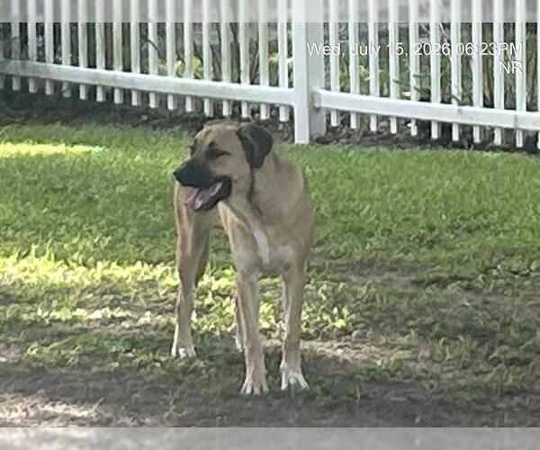 Medium Photo #1 Anatolian Shepherd-Black Mouth Cur Mix Puppy For Sale in Ocala, FL, USA