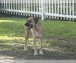 Small Anatolian Shepherd-Black Mouth Cur Mix