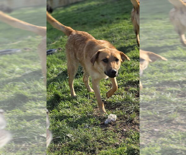 Medium Photo #5 German Shepherd Dog-Jack Russell Terrier Mix Puppy For Sale in Aurora, IN, USA