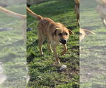 Small #4 German Shepherd Dog-Jack Russell Terrier Mix