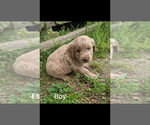 Small Photo #3 Goldendoodle Puppy For Sale in SPENCER, TN, USA
