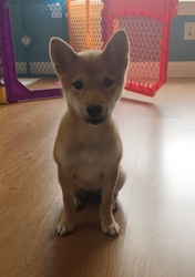 Shiba Inu Puppy for sale in Thorndale, PA, USA