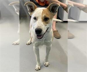 American Staffordshire Terrier-Unknown Mix Dogs for adoption in Waco, TX, USA