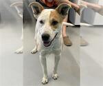 Small American Staffordshire Terrier Mix