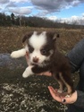 Small Photo #3 Australian Shepherd Puppy For Sale in STRAFFORD, MO, USA