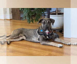 Mutt Dogs for adoption in San Jose, CA, USA