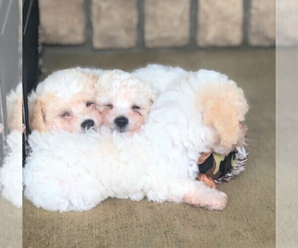 Medium Photo #3 Poochon Puppy For Sale in FREDERICKSBG, OH, USA