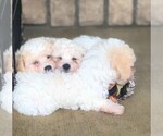 Small Photo #3 Poochon Puppy For Sale in FREDERICKSBG, OH, USA