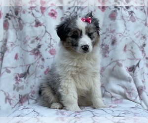 Australian Shepherd Puppy for sale in LAKELAND, FL, USA