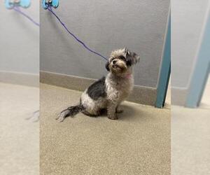 Mutt Dogs for adoption in Las Vegas, NV, USA