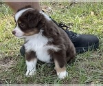 Small #2 Miniature Australian Shepherd