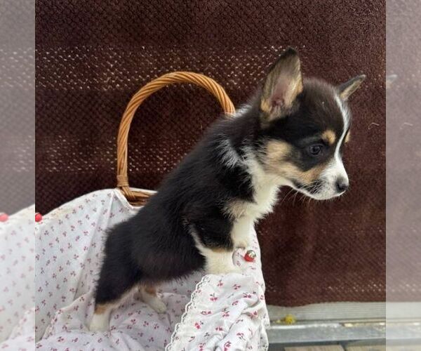 Medium Photo #2 Pembroke Welsh Corgi Puppy For Sale in ROCKVILLE, IN, USA