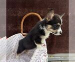 Small #1 Pembroke Welsh Corgi