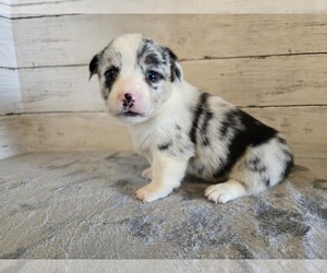 American Corgi Puppy for sale in CARLYLE, IL, USA