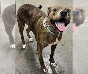 Labrottie Dogs for adoption in Forestville, MD, USA