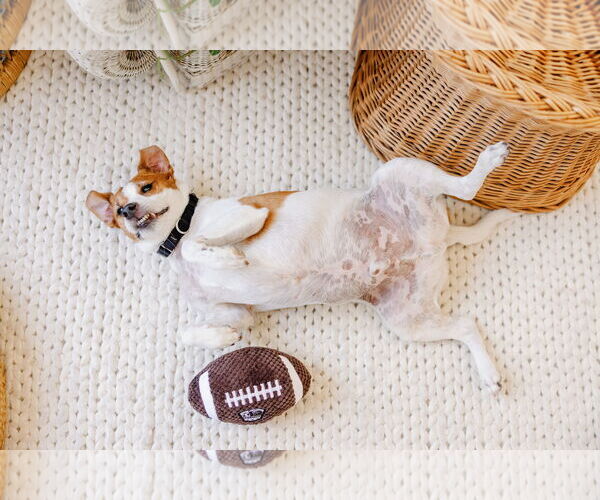 Medium Photo #51 Mutt Puppy For Sale in Philadelphia, PA, USA