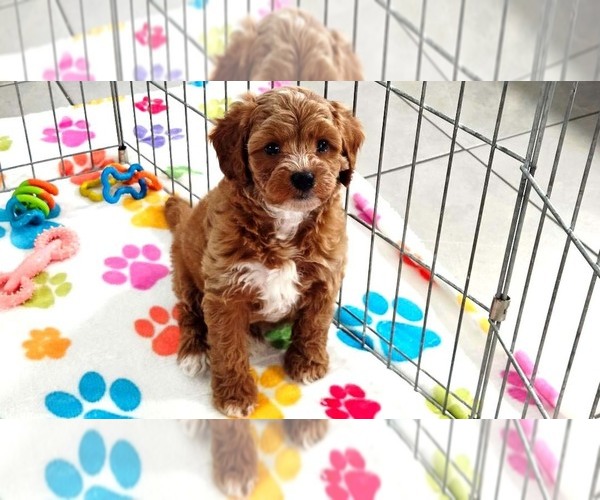 Medium Photo #10 Cavapoo (Miniature)-Poodle (Toy) Mix Puppy For Sale in ORO VALLEY, AZ, USA