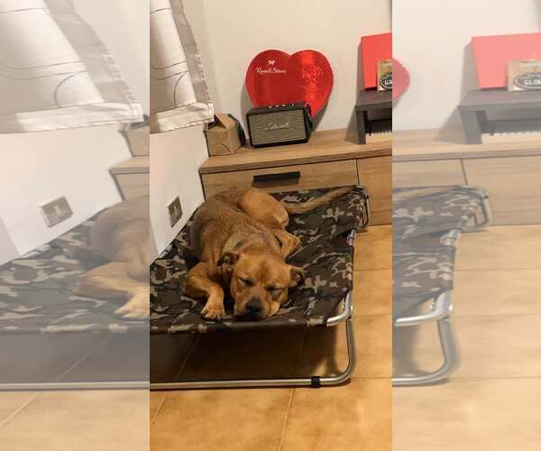 Medium Photo #3 Labrador Retriever-Unknown Mix Puppy For Sale in Stephens City, VA, USA