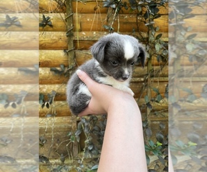 Chihuahua Puppy for sale in PALATKA, FL, USA