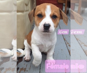 Taco Terrier Puppy for sale in MC KEES ROCKS, PA, USA