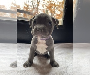 American Bully Puppy for Sale in SOMERSET, Kentucky USA