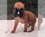 Small #7 Boxer