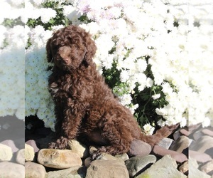 Labradoodle Puppy for sale in FREDERICKSBURG, OH, USA