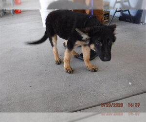 German Shepherd Dog Dogs for adoption in Oroville, CA, USA