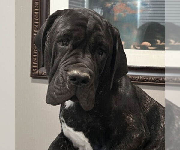 Medium Photo #2 Neapolitan Mastiff Puppy For Sale in Vail, AZ, USA