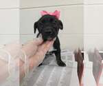 Small #2 Dachshund Mix