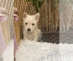 Small #2 West Highland White Terrier