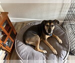 Small #1 Rottweiler Mix