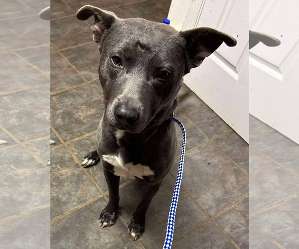 Medium Photo #33 American Pit Bull Terrier-Labrador Retriever Mix Puppy For Sale in Germantown, OH, USA