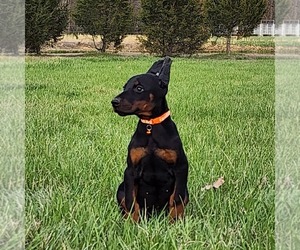 Doberman Pinscher Puppy for sale in MARYSVILLE, IN, USA