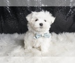 Puppy Leo AKC Maltese