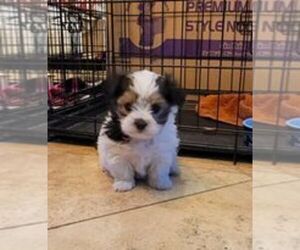 Morkie Puppy for sale in CLACKAMAS, OR, USA