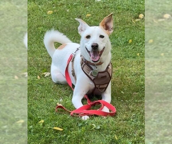 Medium Photo #1 Mutt Puppy For Sale in Sheboygan, WI, USA