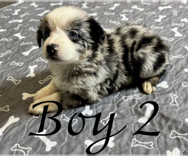 Medium Photo #19 Miniature Australian Shepherd Puppy For Sale in SALISBURY, NC, USA