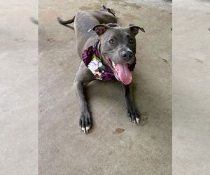 Jada - Female American Pit Bull Terrier-Unknown Mix Dog for Adoption - Photo #9
