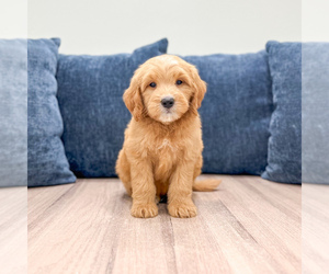 Medium Goldendoodle (Miniature)