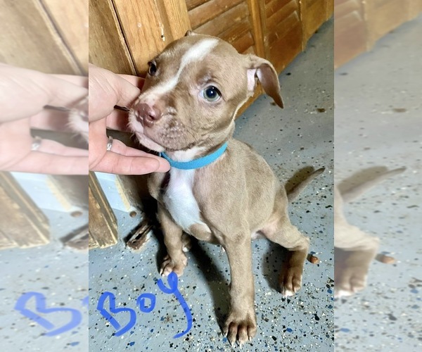 Medium Photo #3 American Pit Bull Terrier Puppy For Sale in CHARLOTTE, NC, USA