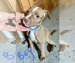 Small Photo #3 American Pit Bull Terrier Puppy For Sale in CHARLOTTE, NC, USA