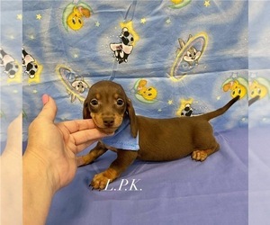 Dachshund Puppy for sale in WINNSBORO, LA, USA