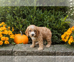 Small #16 Cocker Spaniel-Poodle (Miniature) Mix