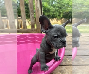 French Bulldog Puppy for Sale in CONYERS, Georgia USA
