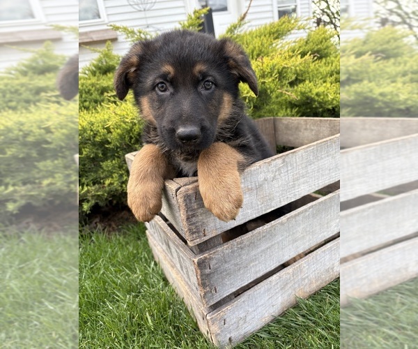 Medium Photo #3 German Shepherd Dog Puppy For Sale in MIDDLEBURY, IN, USA